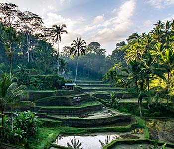 Tegalalang Rice Terrace
