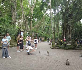 Ubud monkey Forest